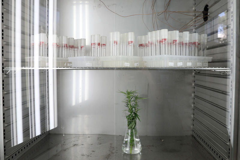 © Reuters. FILE PHOTO: Medical cannabis plant specimens are displayed at the Greek Agricultural Organisation "Demetra" in Athens