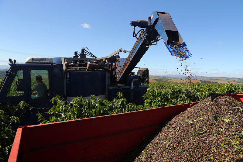 © Reuters. Colheita de café em São João da Boa Vista (SP)