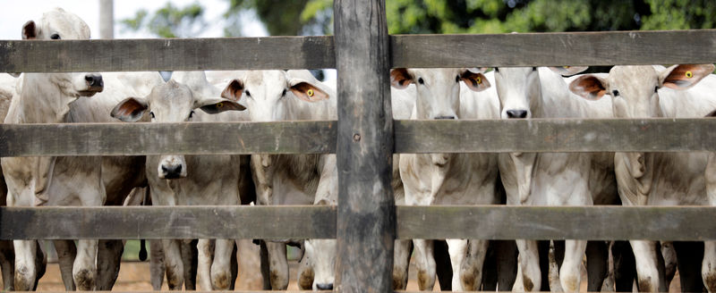 Exportação de carne bovina do Brasil deve manter ritmo de alta em 2020, diz Abrafrigo