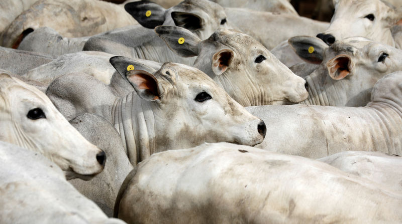 © Reuters. Gado zebu pasta em fazenda de Paulínia, São Paulo