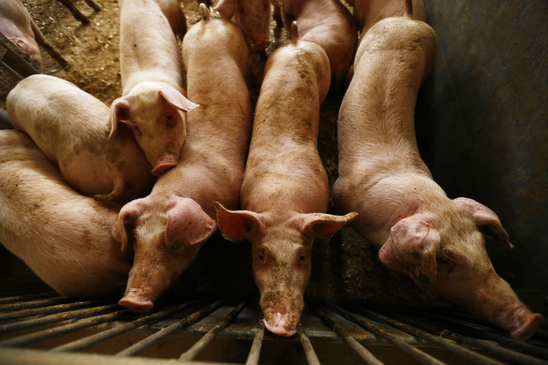 © Reuters. Cerdos en una granja en un pueblo cerca de Varsovia el 10 de abril de 2014