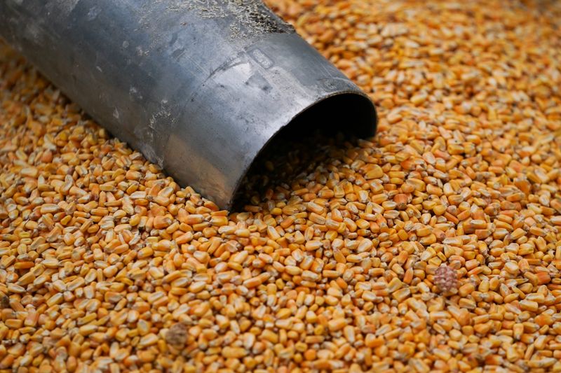 © Reuters. Corn rests on the ground on Hodgen Farm in Roachdale