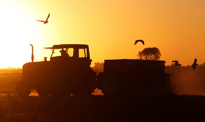 © Reuters. FILE PHOTO: Farmer Picchi drives a tractor pulling a sowing machine to plant sorghum in the town of Estacion Islas