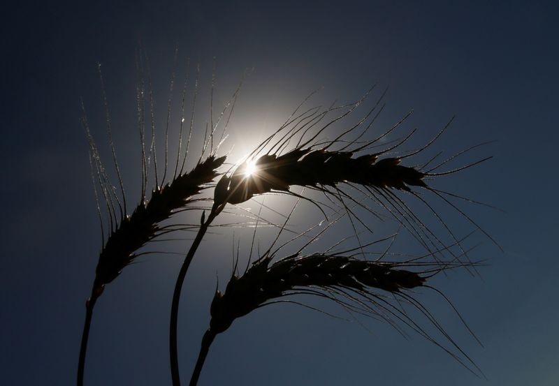 Outono seco reduziu área de trigo da Ucrânia em 10%, diz consultoria