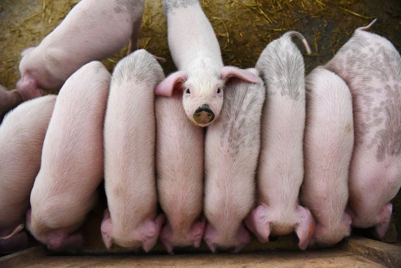 China big pig farms tie up with small ones in $7 billion plan to boost hog output