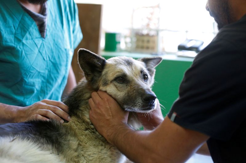 Animais de estimação também sofrem impacto de incêndio em Valparaíso