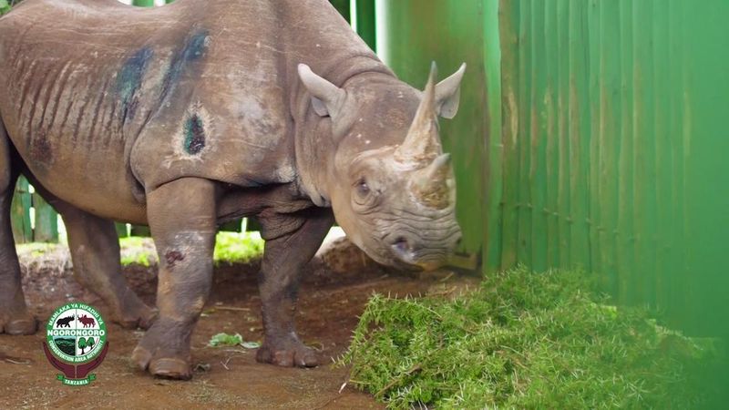 El rinoceronte &quot;más viejo del mundo&quot; muere en Tanzania a los 57 años