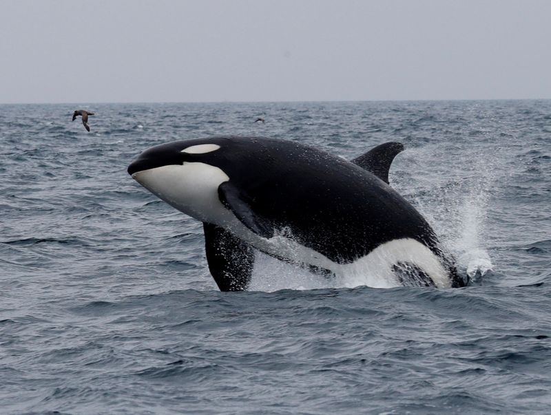 Orcas migram da Islândia à Itália e encantam moradores