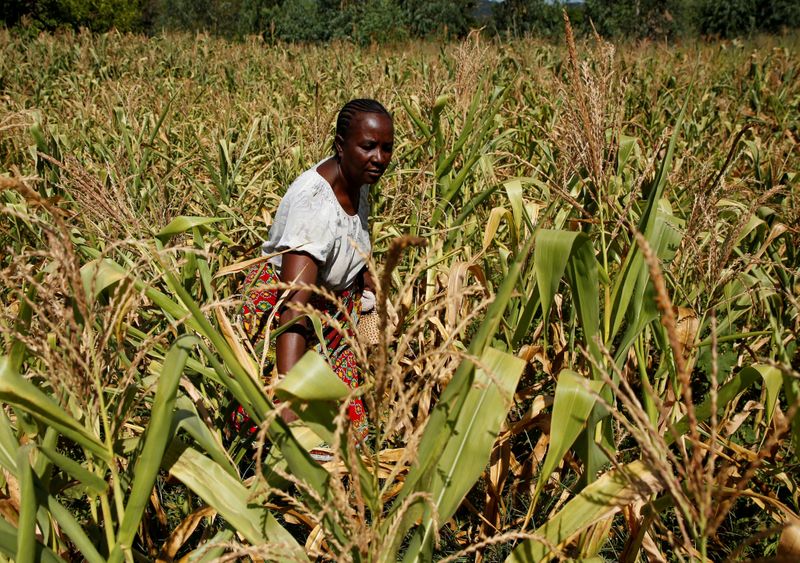 La ONU advierte de otra débil cosecha en Zimbabue en 2020