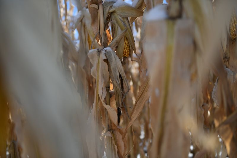 © Reuters. Frozen corn is seen on a farm in East Grand Forks