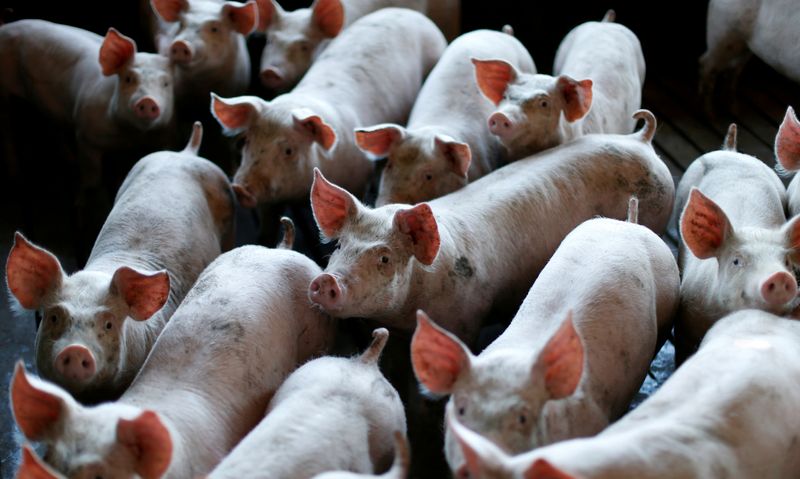 Com forte demanda chinesa, Brasil exporta recorde de carne suína em 2019, diz ABPA