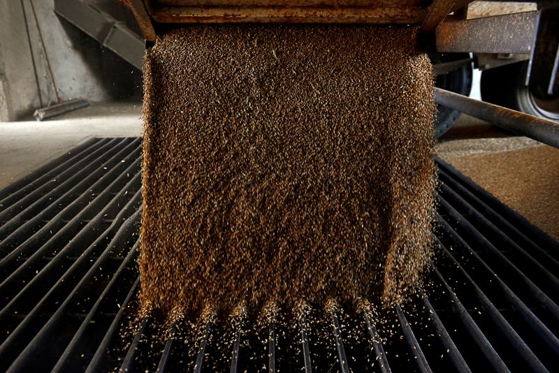 © Reuters. FILE PHOTO: A grain trailer empties wheat into the pit at the Farmers Cooperative Exchange in Bessie