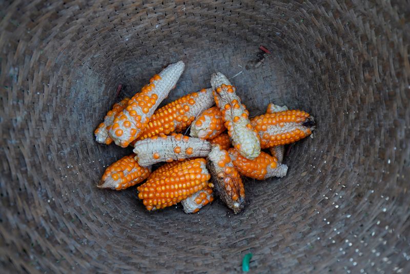 © Reuters. FILE PHOTO: Stunted corn pictured inside a rattan basket in a cornfield at Nuodong village of Menghai county