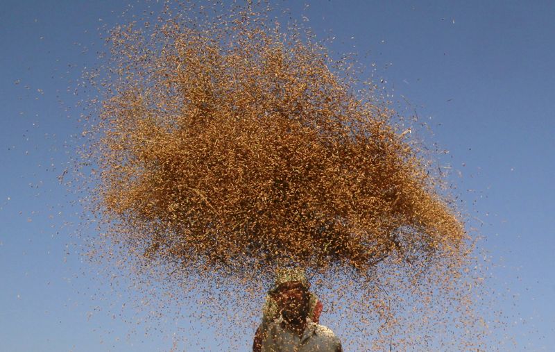 © Reuters. FILE PHOTO: A farmer winnows paddy crops at a field on the outskirts of Agartala