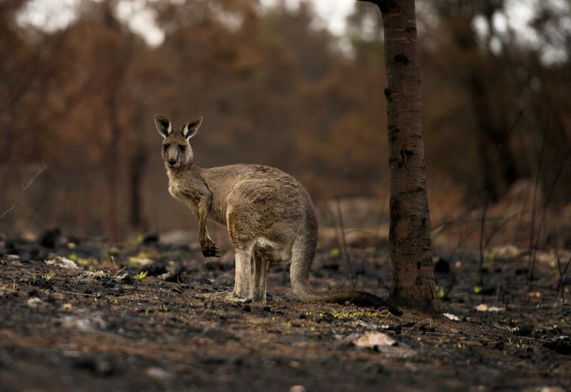 Austrália ordena nova retirada em massa por aumento de incêndios florestais