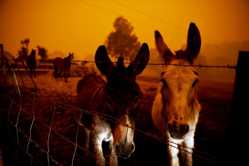 © Reuters. FILE PHOTO: Bushfires in New South Wales