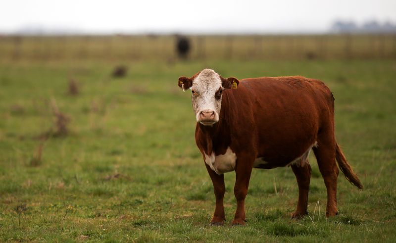© Reuters. FILE PHOTO: A cow is seen in a farm in Azul, in Buenos Aires
