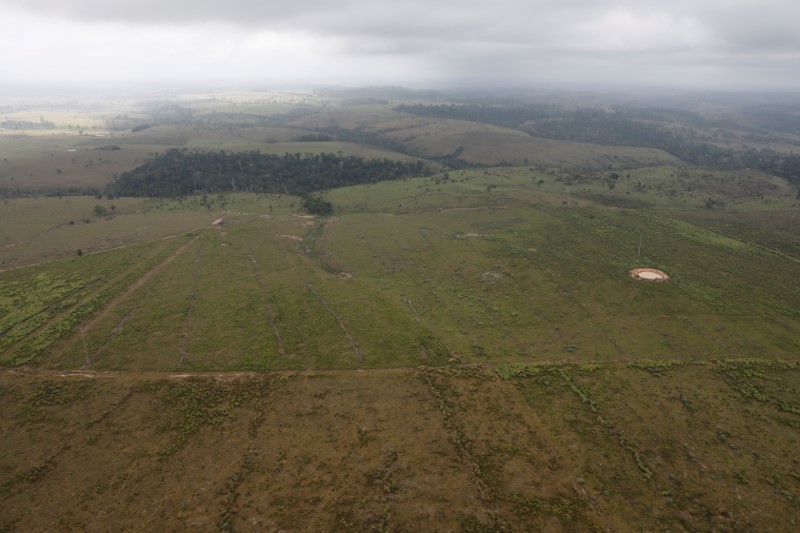 Desmatamento na Amazônia pode aumentar em 2020, diz especialista