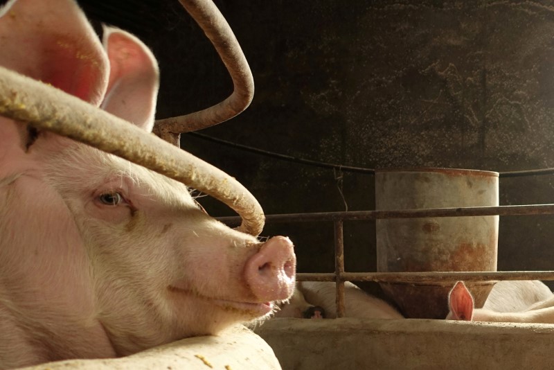 La enfermedad que ha matado a millones de cerdos en China amenaza al resto del mundo