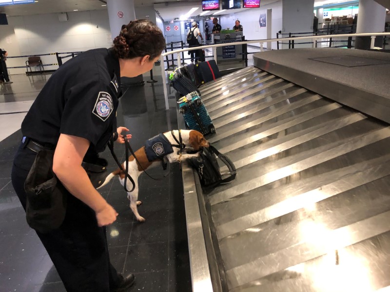 © Reuters. Jessica Anderson trabalha com a beagle Bettie à procura de carne suína no aeroporto de Chicago (EUA)