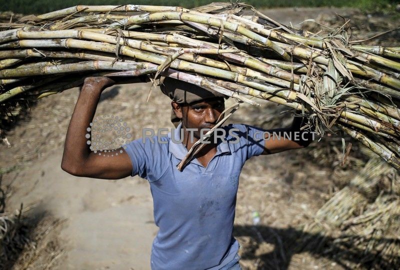 Produção de açúcar da Índia recua 26% entre 1/10 e 15/01, aponta órgão comercial