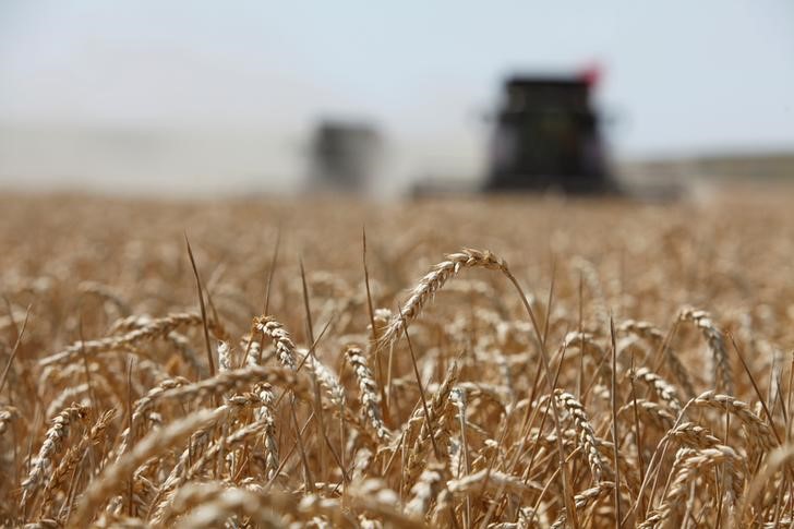 Экспортные цены пшеницы РФ на пиках сезона из-за перспектив введения квоты, экспортного спроса