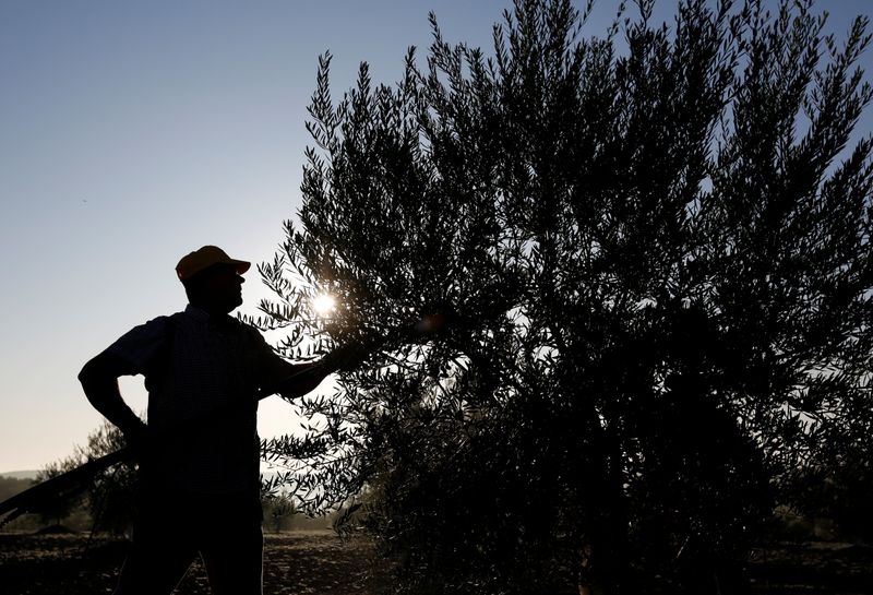 Spanish olive growers claim first victory against U.S. duties