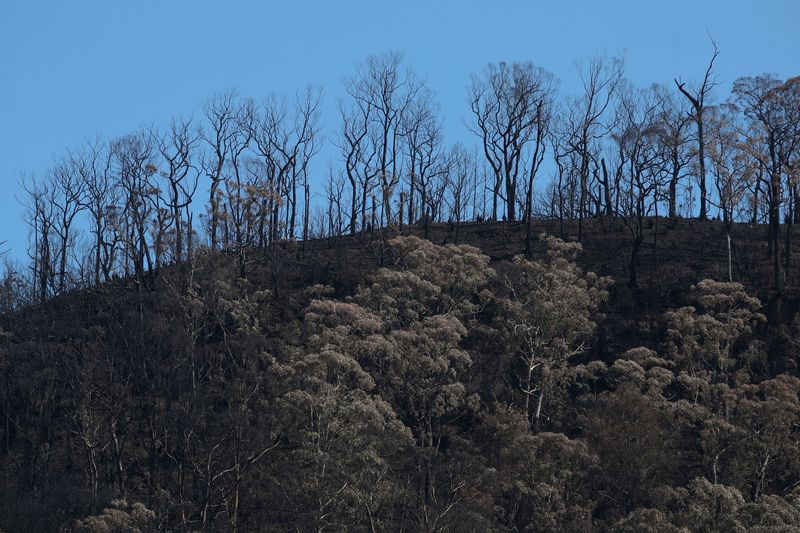 © Reuters. Charred trees are pictured on a hill burnt during the recent bushfires near Kangaroo Valley
