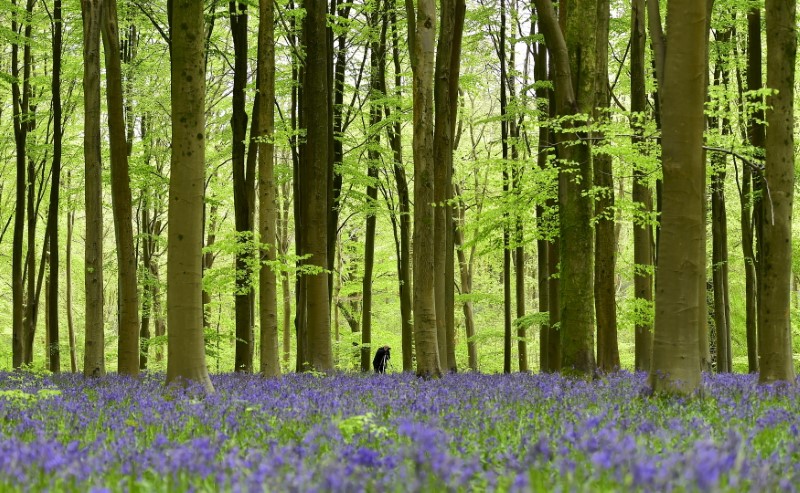 Britain must change how land is used to meet climate goal – advisers