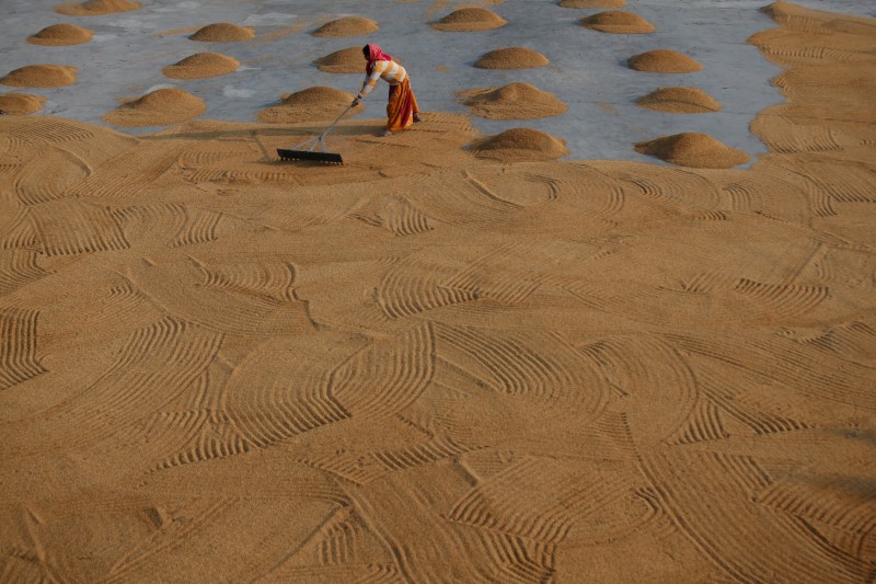 Exclusive: India's rice exports fall sharply as sanctions delay payments from Iran