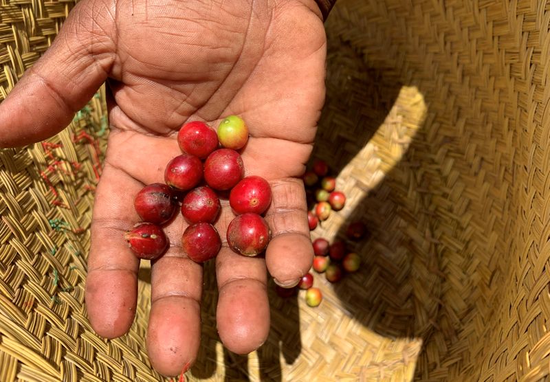 Bat spit coffee is a hit with Madagascar consumers