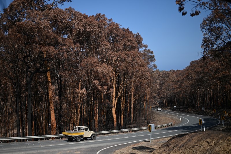 © Reuters. A truck drives past charred trees burnt during the recent bushfires near Batemans Bay