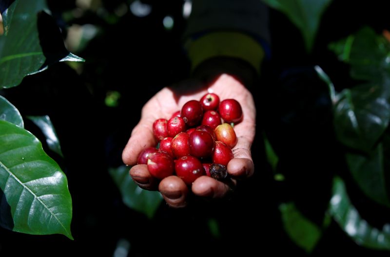 Exportadora de café Comexim vê safra recorde no Brasil este ano