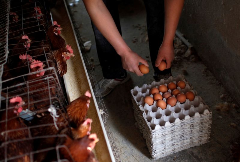 Los avicultores de la provincia china afectada por el coronavirus están sacrificando sus aves