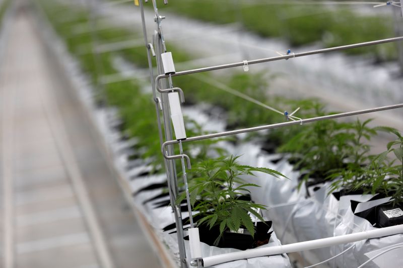 © Reuters. Cannabis plants grow inside the Tilray factory in Cantanhede