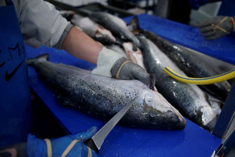 © Reuters. FILE PHOTO: A French worker fillets salmon in a fish processing plant in the port of  Boulogne-sur-Mer