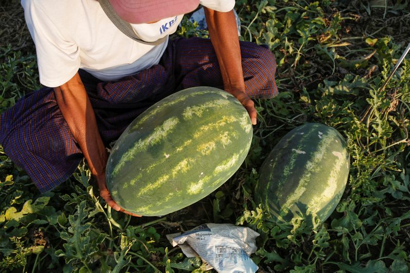 © Reuters. A worker weights a watermelon that will not be harvest due to the outbreak of the coronavirus in Madauk, Bago