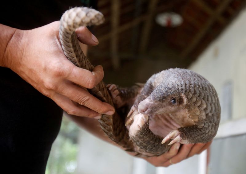 © Reuters. Homem segura pangolim, um dos animais silvestres mais traficados do mundo e possível vetor de transmissão do novo coronavírus