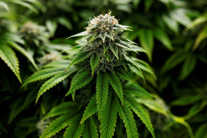 © Reuters. FILE PHOTO: Chemdawg marijuana plants grow at a facility