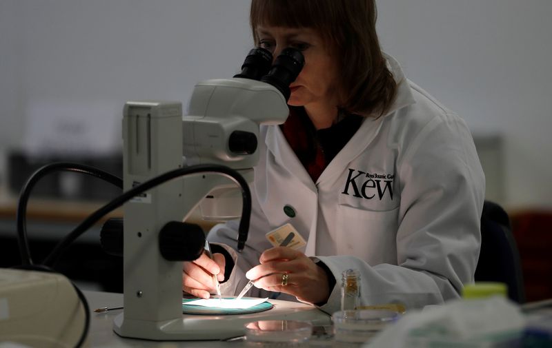 © Reuters. Seed processing assistant Frances Stanley prepares plant seeds for storage at Kew Millennium Seed Bank, in Wakehurst