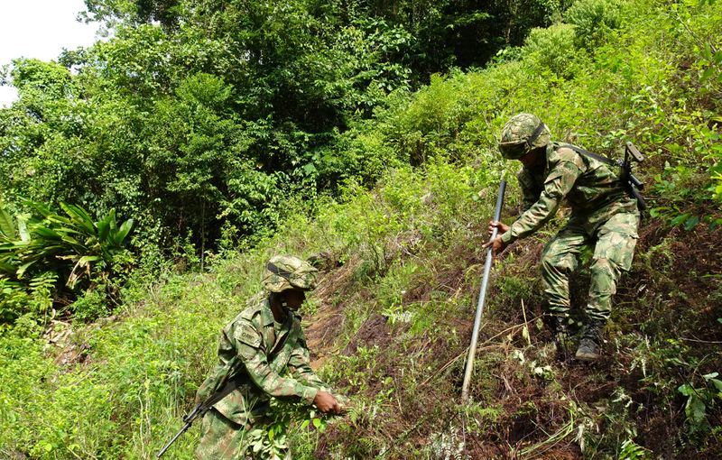 Colombia establece el objetivo de erradicar 130.000 hectáreas de hoja de coca en 2020