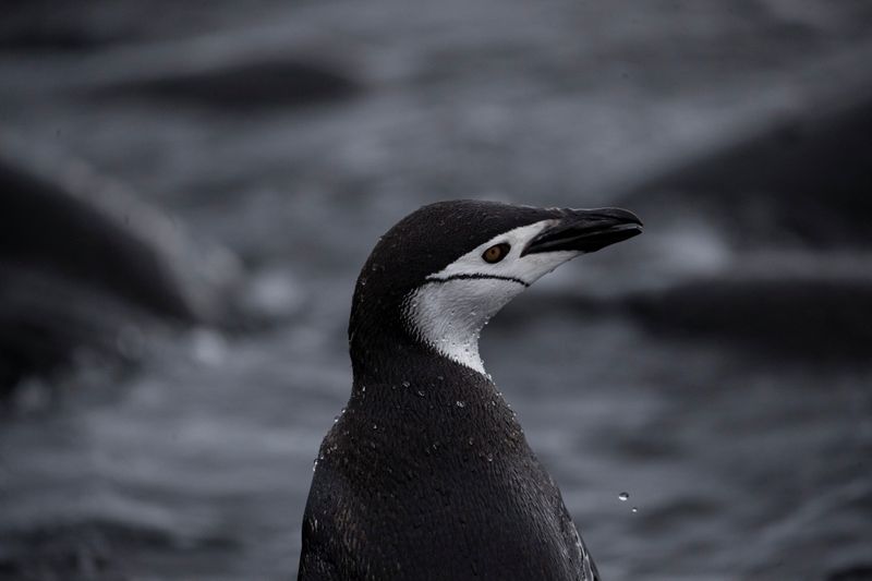 WIDER IMAGE-Colonias de pingüinos barbijo en la Antártida desaparecen por el cambio climático