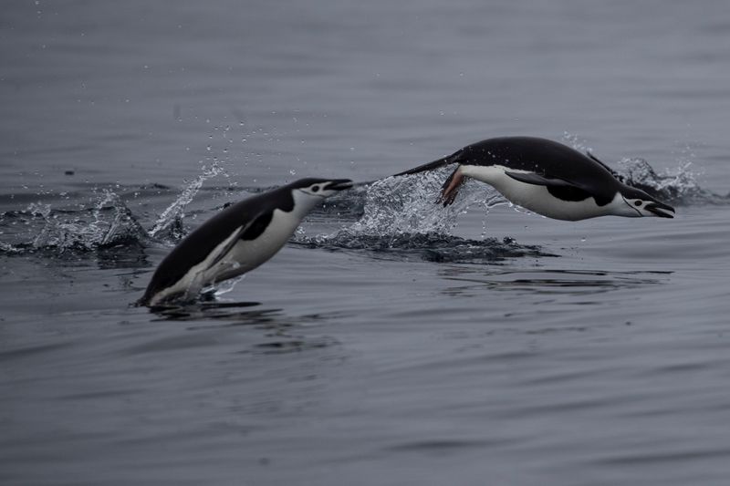 Colônias de pinguins de barbicha desaparecem da Antártida devido a mudança climática