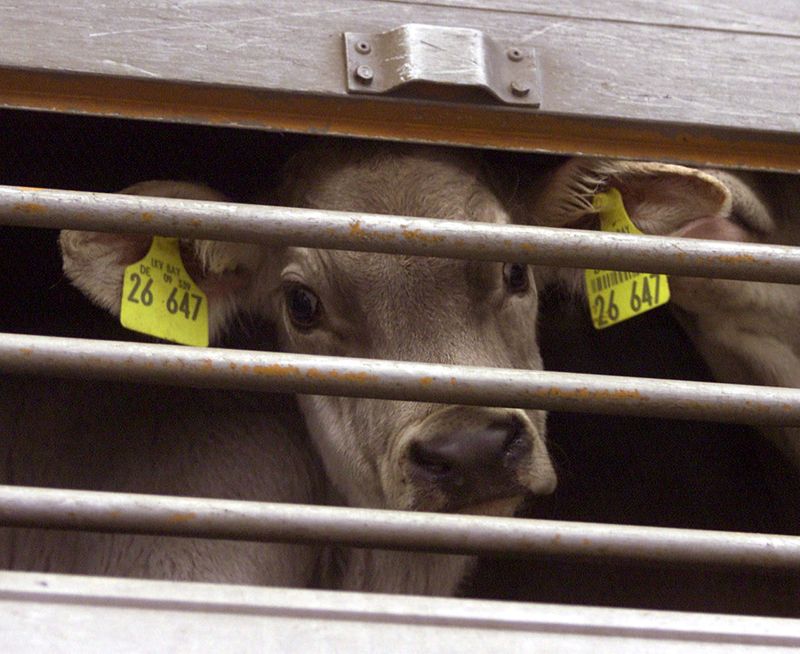 El temor a las vacas locas mantiene la cautela de la UE en la legislación alimentaria
