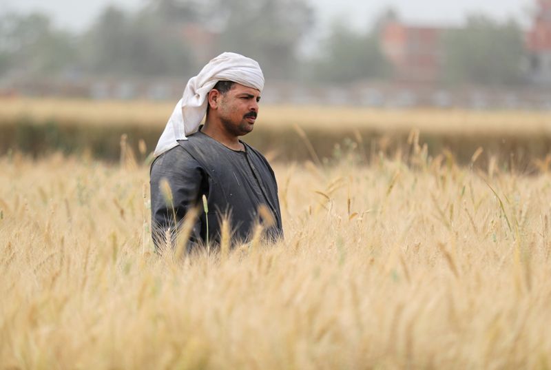 © Reuters. احتياطيات مصر الاستراتيجية من القمح تكفي 4.7 شهر