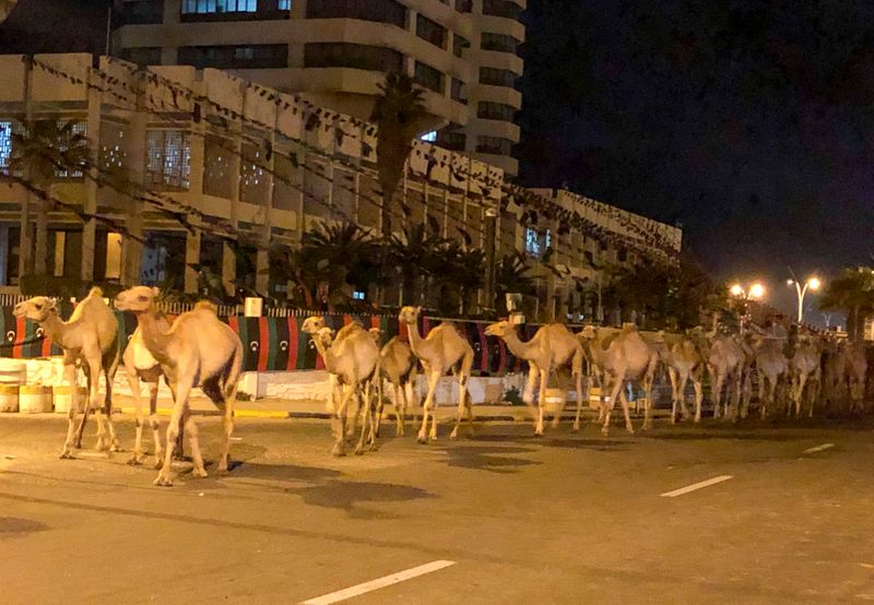 Libia evacua a miles de camellos importados desde Trípoli por un incendio en el puerto