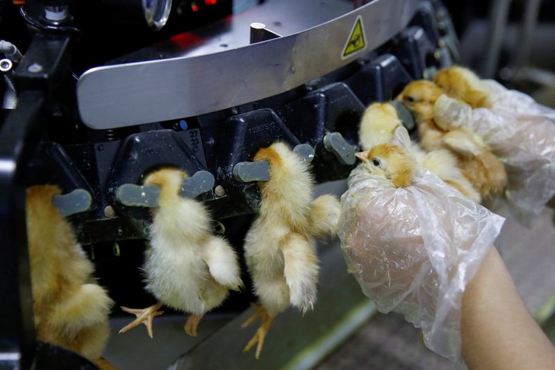 © Reuters. FILE PHOTO: A worker inserts recently hatched layer chicks into a machine that clips their beaks at the Huayu hatchery in Handan