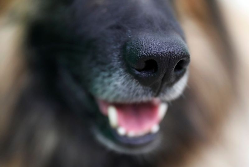 Cães podem detectar calor com 'sensor infravermelho' no nariz, segundo pesquisa