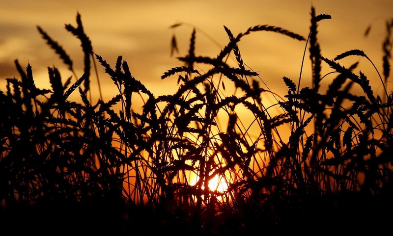 © Reuters. File photo of wheat seen during sunset in a field of Solgonskoye farming company in village of Solgon