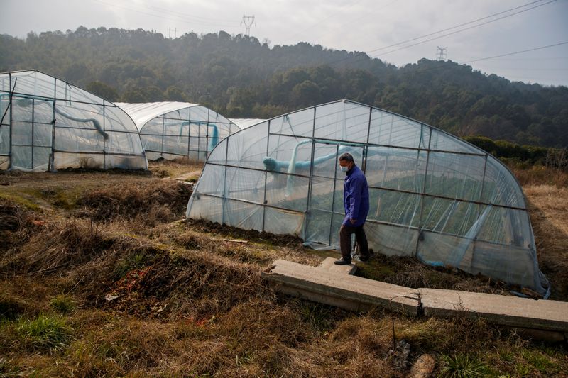 Chinese farmers dodge coronavirus and go online for spring seeds and supplies